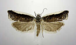 Image of Ancylis albacostana Kearfott 1905
