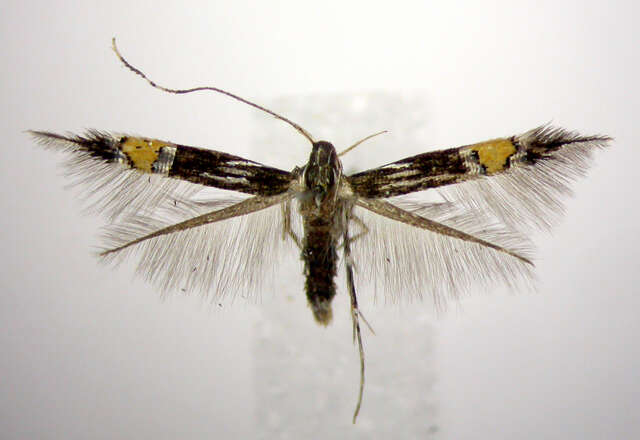 Image of Cosmopterix abdita Hodges 1962