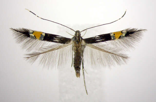 Image of Cosmopterix abdita Hodges 1962