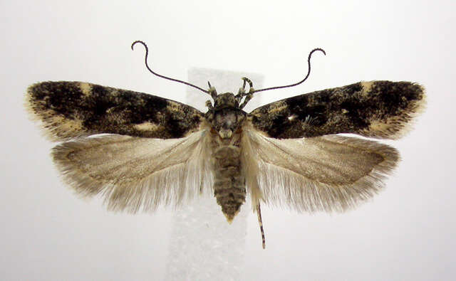 Image of Chionodes fuscomaculella Chambers 1872