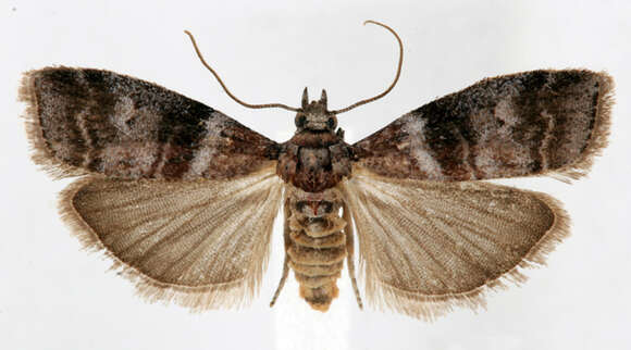 Image of <i>Sciota uvinella</i>