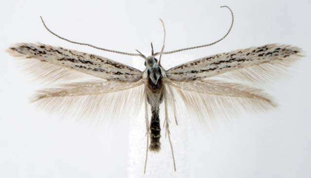 Image of Coleophora atriplicivora Cockerell 1898