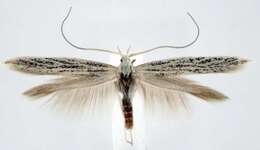 Image of Coleophora atriplicivora Cockerell 1898