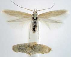 Image of Coleophora atriplicivora Cockerell 1898