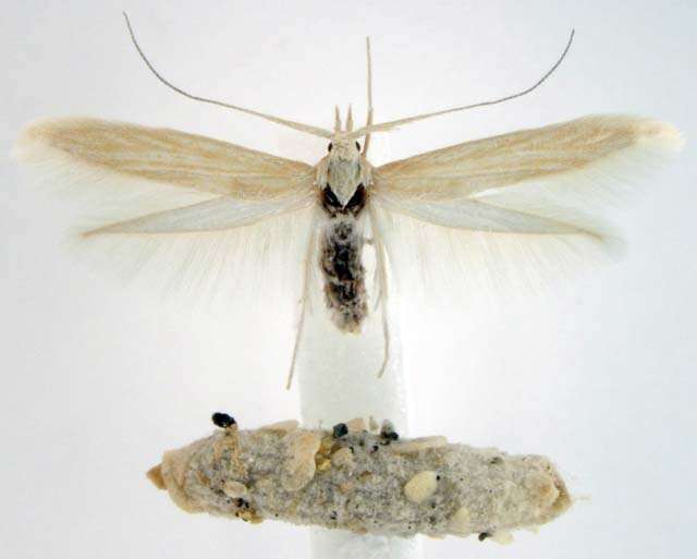 Image of Coleophora atriplicivora Cockerell 1898