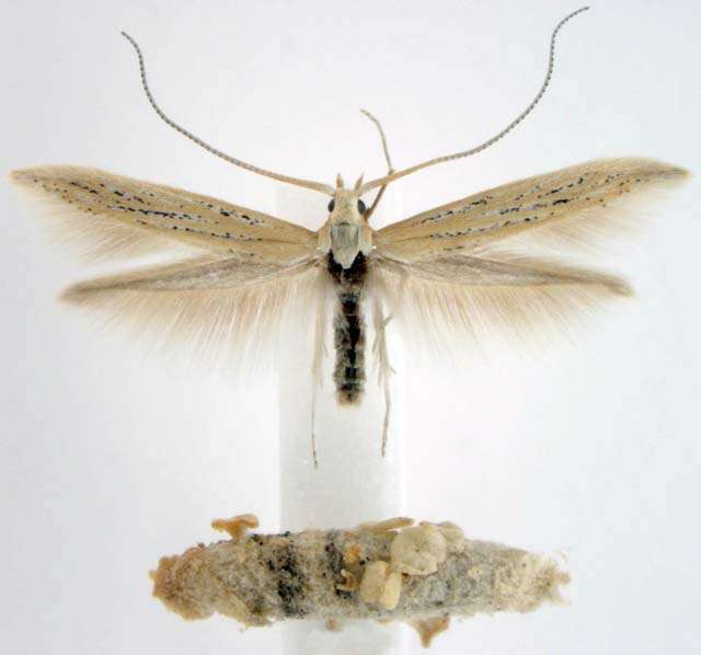 Image of Coleophora atriplicivora Cockerell 1898