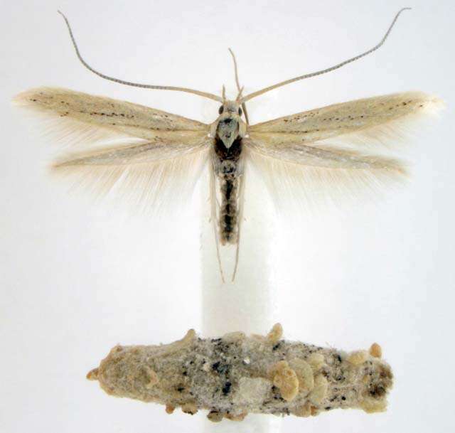 Image of Coleophora atriplicivora Cockerell 1898