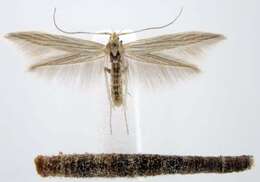 Image of Coleophora laurentella McDunnough 1944