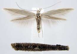 Image of Coleophora laurentella McDunnough 1944