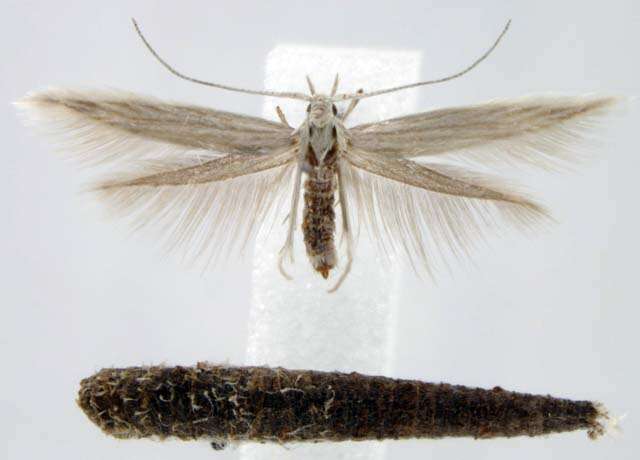 Image of Coleophora laurentella McDunnough 1944