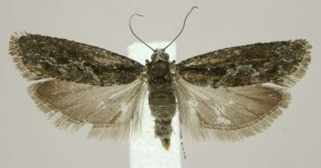 Image of Epinotia zandana Kearfott 1907