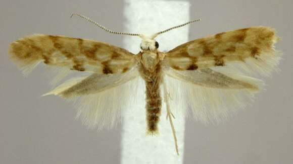 Imagem de Argyresthia alternatella Kearfott 1908