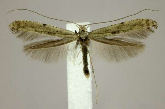 Image of Caloptilia strictella (Walker 1864)