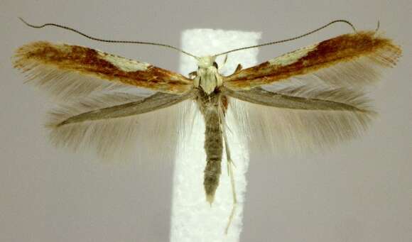 Image of Caloptilia coroniella (Clemens 1864)