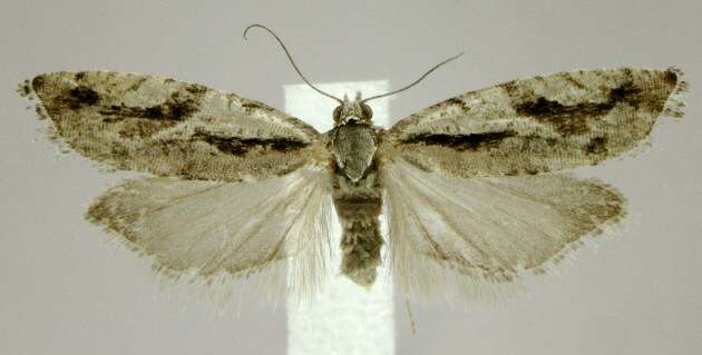 Image of Epinotia sotipena Brown 1986