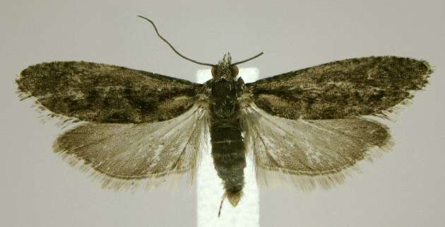 Image of Epinotia zandana Kearfott 1907