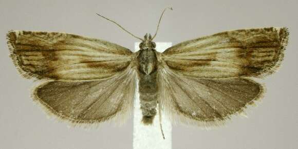 Image of <i>Eucosma essexana</i>