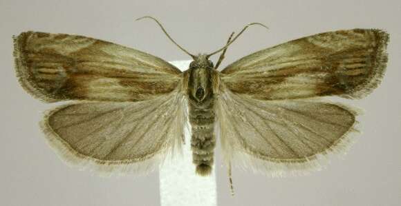 Image of <i>Eucosma essexana</i>