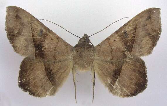 Image of Epidromia lienaris Hübner 1825