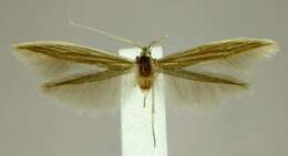 صورة Coleophora benestrigatella McDunnough 1941