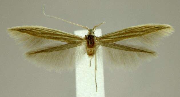 صورة Coleophora benestrigatella McDunnough 1941