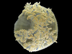 Image of Rhizostomae