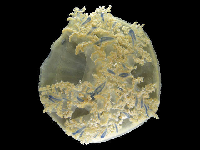 Image of Rhizostomae