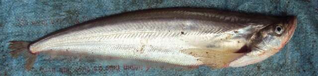 Image of Twisted-Jaw Catfish