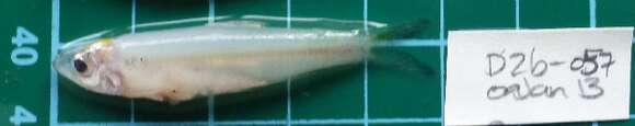 Image of Clupeichthys