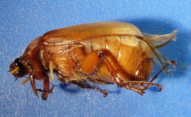 Image of <i>Phyllophaga testaceipennis</i>
