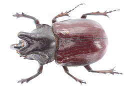 Image of Rhinoceros Beetles