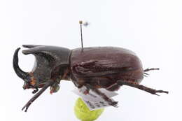 Image of Rhinoceros Beetles