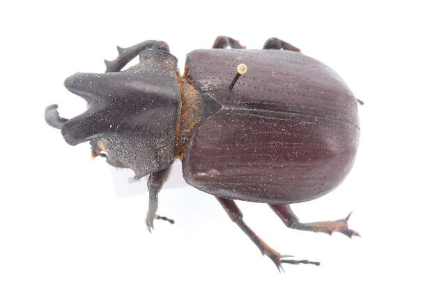 Image of Rhinoceros Beetles