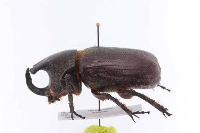 Image of Rhinoceros Beetles