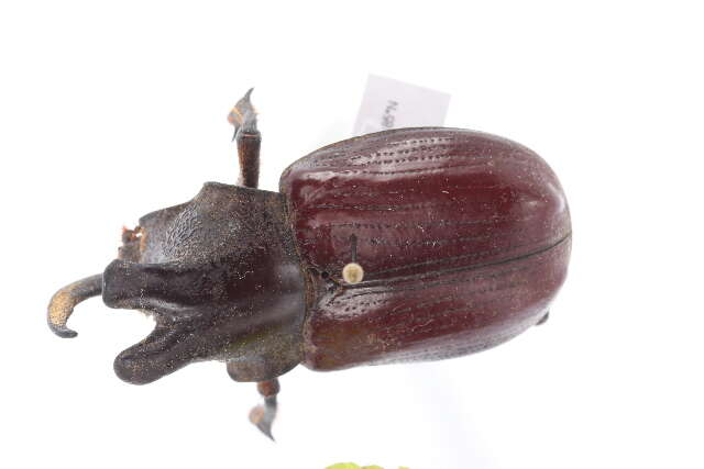 Image of Rhinoceros Beetles