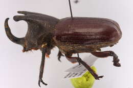 Image of Rhinoceros Beetles