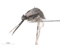 Image of Anopheles pseudopunctipennis Theobald 1901