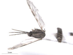 Image of Anopheles pseudopunctipennis Theobald 1901