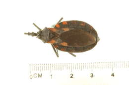 Image of Meccus mazzottii (Usinger 1941)