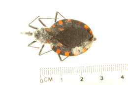 Image of Meccus mazzottii (Usinger 1941)