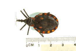 Image of Meccus mazzottii (Usinger 1941)