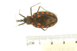 Image of Meccus mazzottii (Usinger 1941)