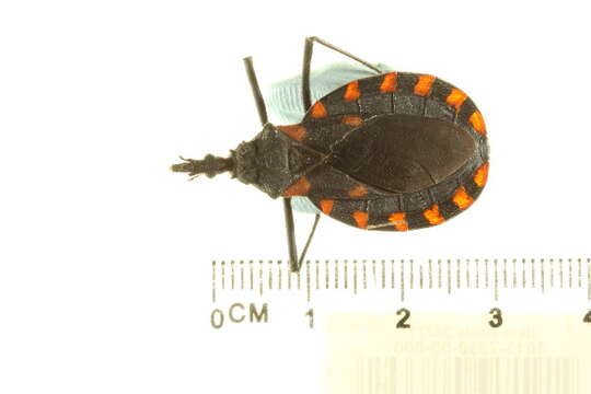 Image of Meccus mazzottii (Usinger 1941)