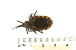 Image of Meccus phyllosomus (Burmeister 1835)