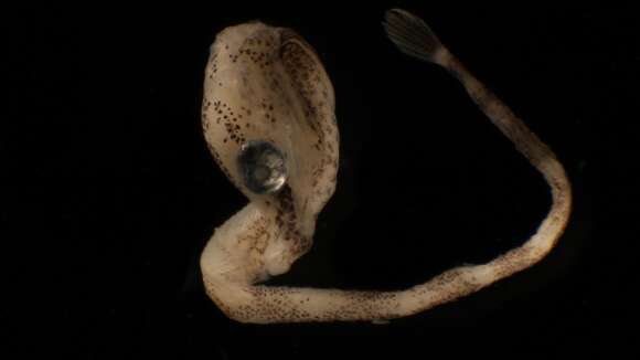 Image of seaweed pipefish