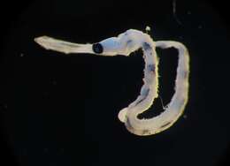 Image of cornetfishes