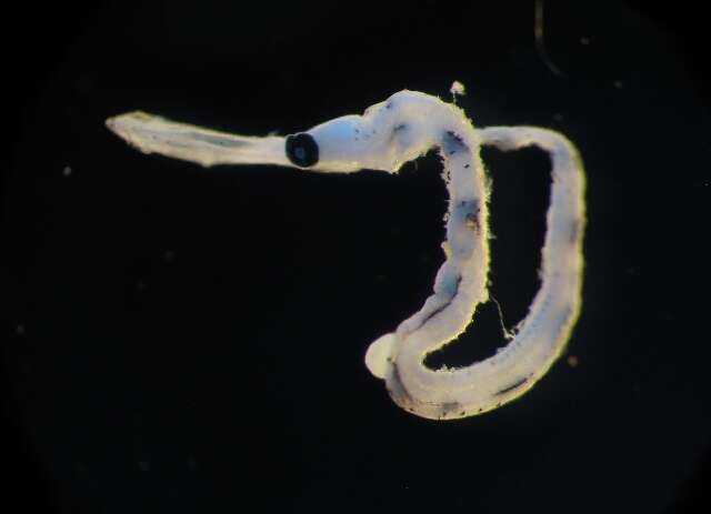 Image of Fistulariidae