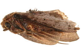 Image of Gastroplakaeis greyi Holland 1893