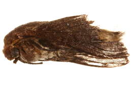 Image of <i>Gastroplakaeis delicatulus</i>