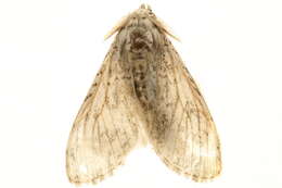Image of <i>Griveaudyria cangia</i>